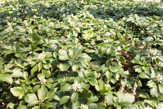 Pachysandra in bloom
